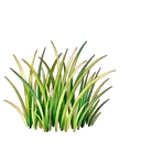 草