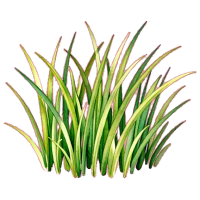 草