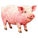 豬