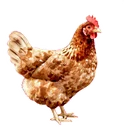 雞
