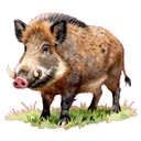 山豬