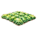 茶樹