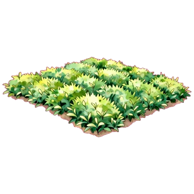 茶樹