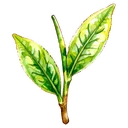 茶葉