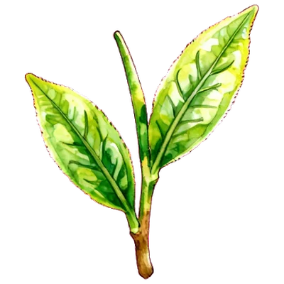 茶葉