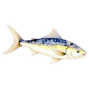 飛魚
