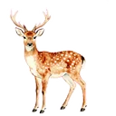 梅花鹿