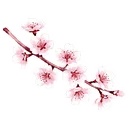 櫻花