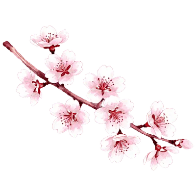 櫻花