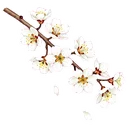 油桐花