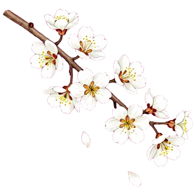 油桐花