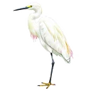 白鷺鷲