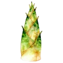竹筍