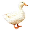 鴨