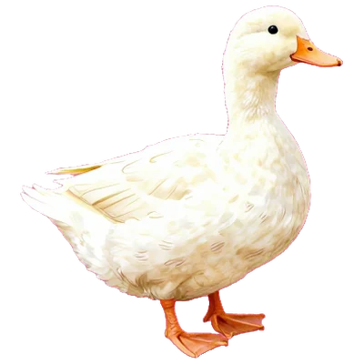 鴨