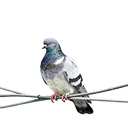 鴿子