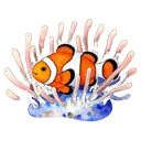 小丑魚