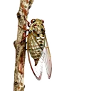 蟬